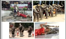 RS11-SamPran Crocodile Farm&Elephant Show