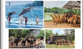 RS12-Safari World